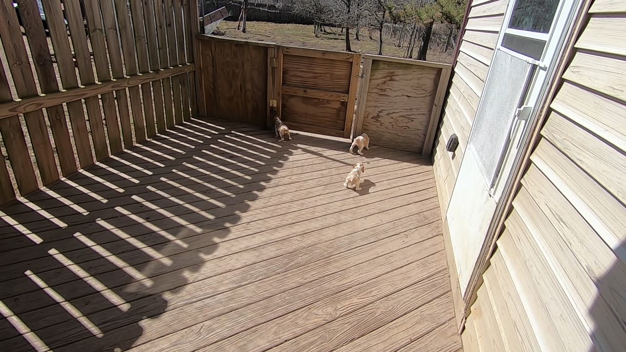 Maddie & Ace Puppies