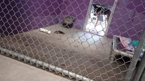 Kinder 1y Pet Id 948928 kennel 25 HSSAZ shelter overcoming her initial untrusting, slowly20251031670