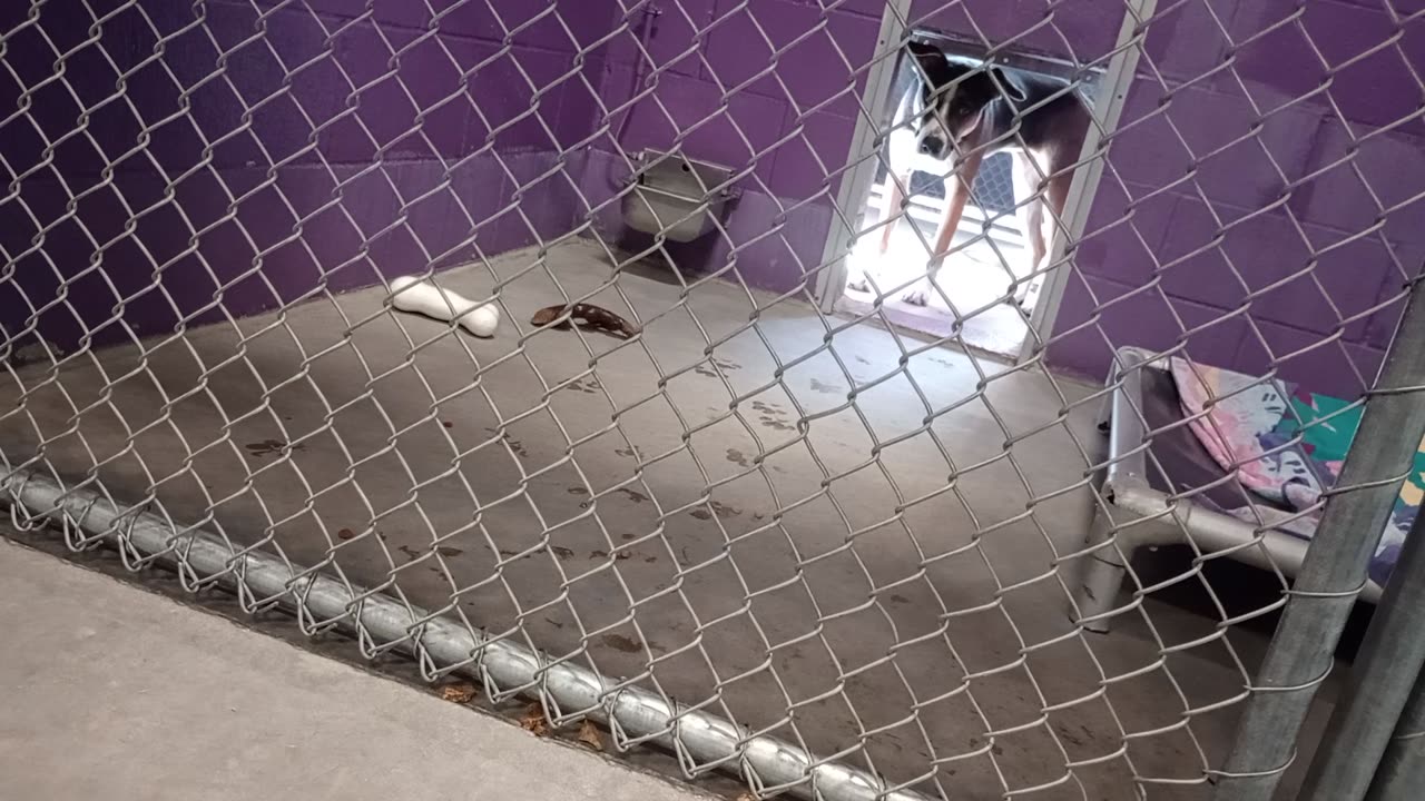 Kinder 1y Pet Id 948928 kennel 25 HSSAZ shelter overcoming her initial untrusting, slowly20251031670