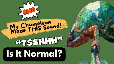 OMG! My Chameleon Made THIS Sound! Tsshhh 😨 Is It Normal