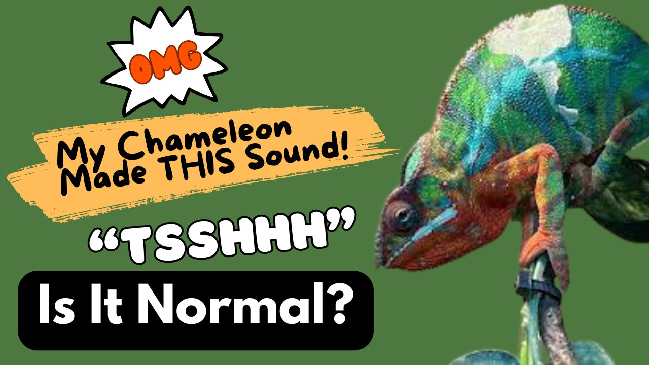 OMG! My Chameleon Made THIS Sound! Tsshhh 😨 Is It Normal