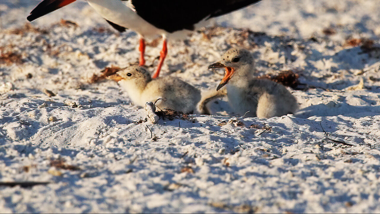 Adorable Black Skimmer Sibling Interaction!