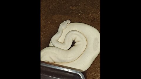 feeding Mochi, the ball python