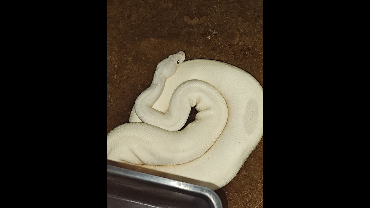 feeding Mochi, the ball python