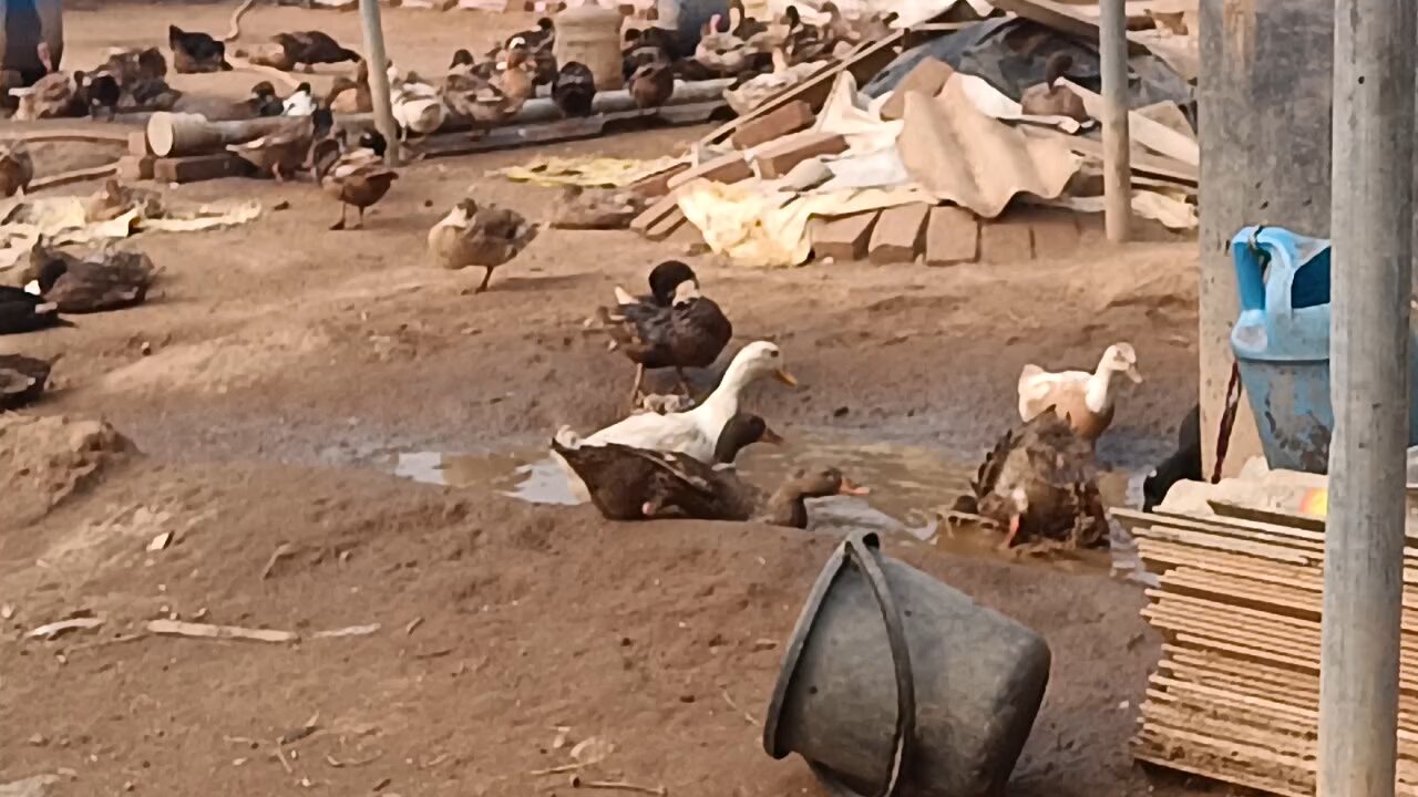 duck Mating in Slow Motion