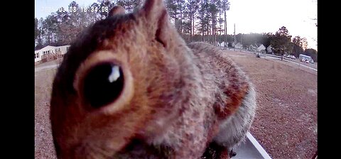 Squirrels back and getting his belly full