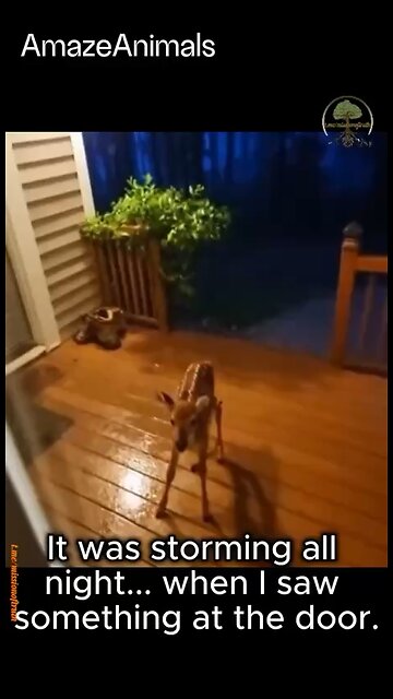 Beautiful Baby Deer Saves His Momma’s Life😍