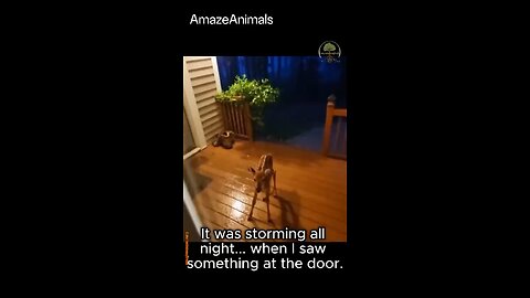 Beautiful Baby Deer Saves His Momma’s Life😍