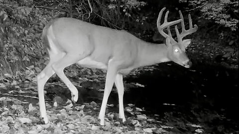 Buck Cautiously Crossing a Creek Bed