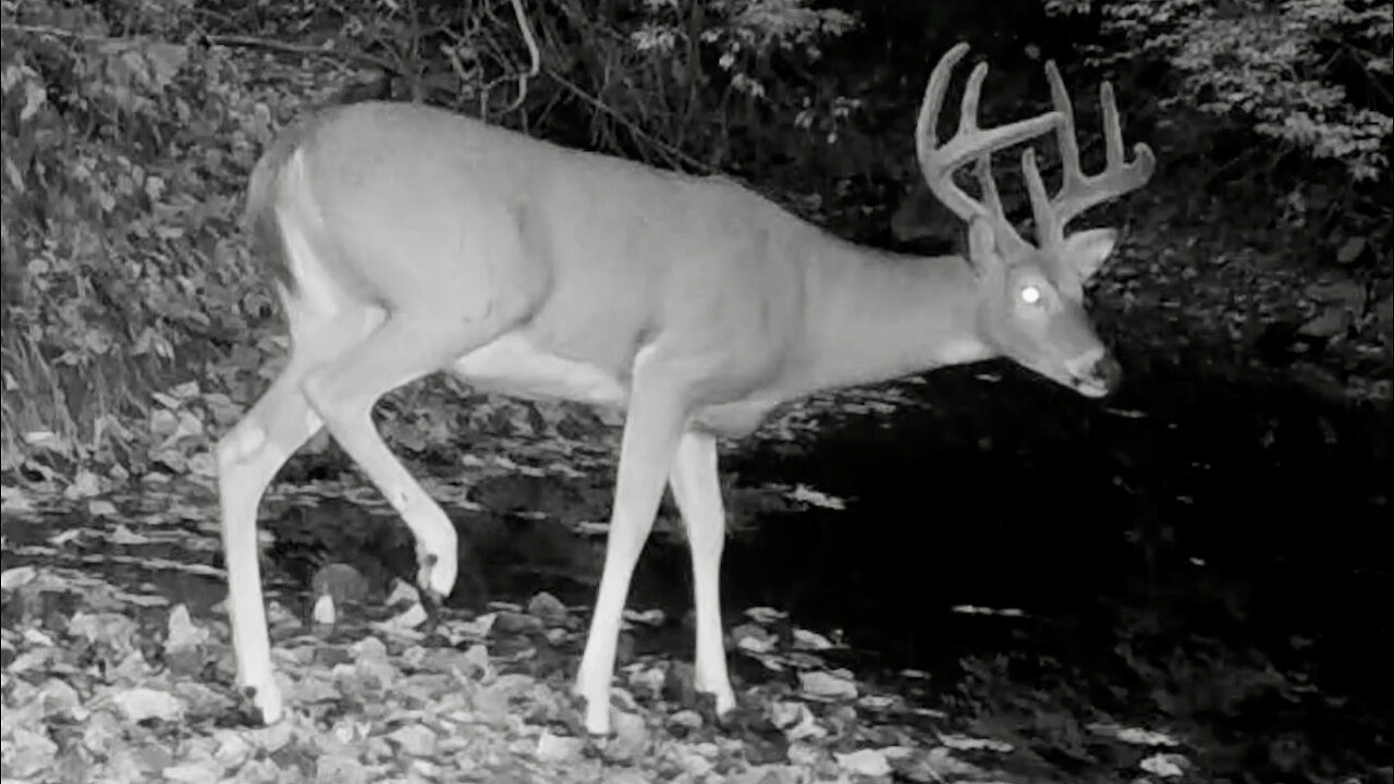 Buck Cautiously Crossing a Creek Bed