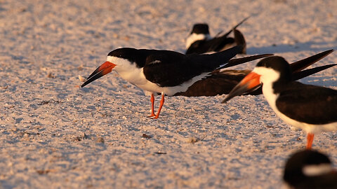 Adult Black Skimmer Lands with a Piece of Shell