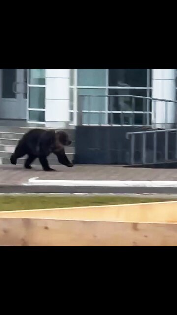 Un oso irrumpe en el centro de una ciudad rusa