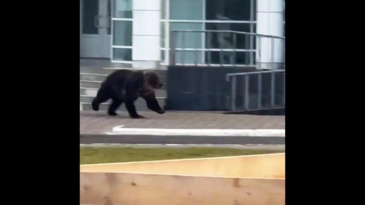 Un oso irrumpe en el centro de una ciudad rusa