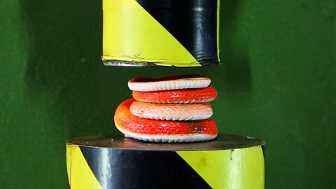Snake vs Hydraulic Press