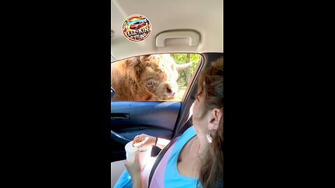 When the Cow Has a Crush on the Woman! 🐄💖🤣
