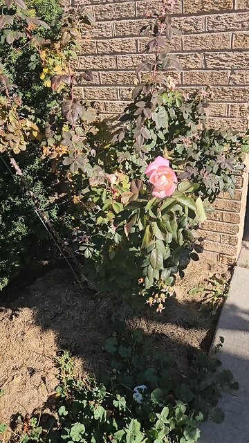 Roses Blooming in Illinois in November