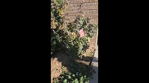 Roses Blooming in Illinois in November