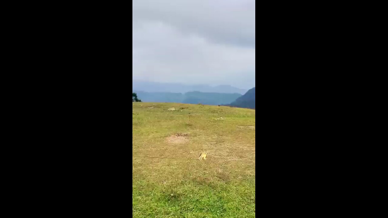 Eagle catches Rabbit Animal battle Competition ..