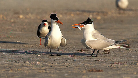 Male Royal Tern is Turned Down