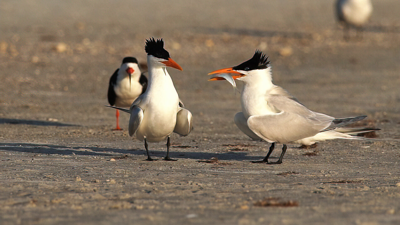 Male Royal Tern is Turned Down