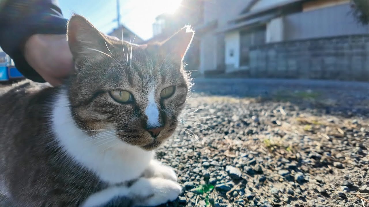 A cat learning dog language to communicate with dogs on Cat Island