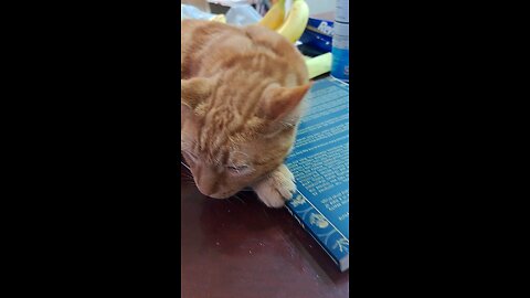orange cat gets scratches