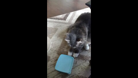 Feeed me! I'm starving ....please open it up