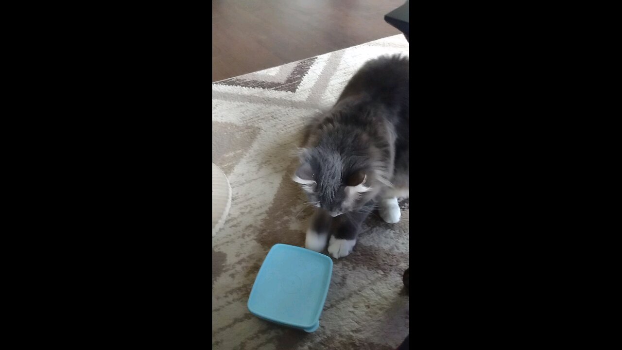 Feeed me! I'm starving ....please open it up