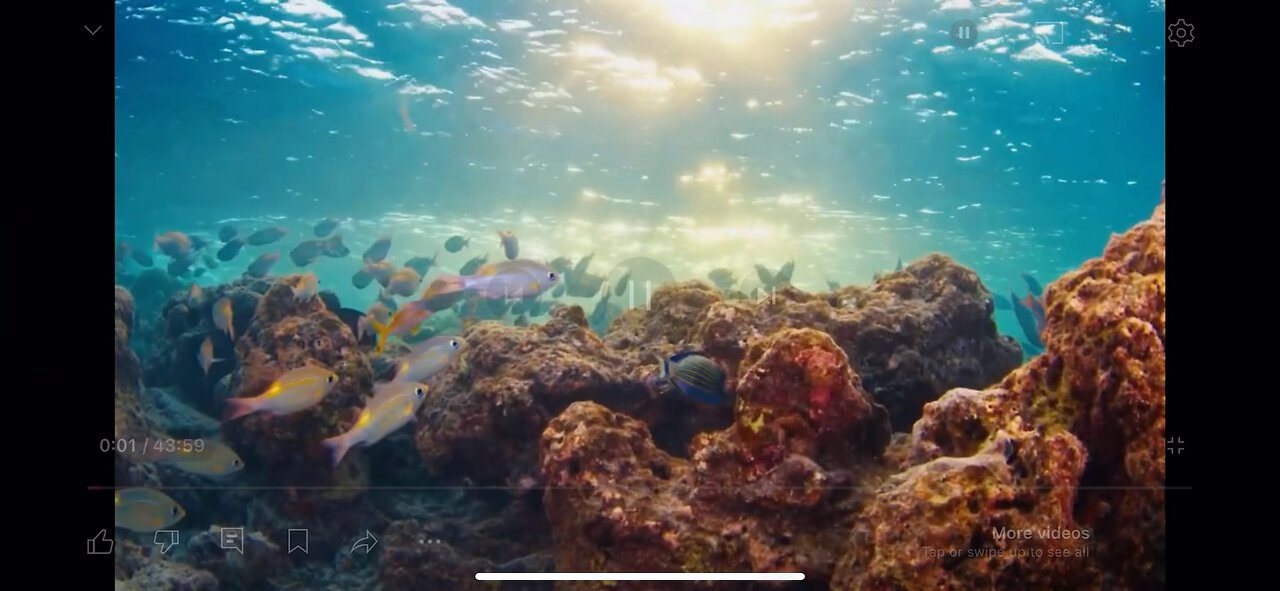 Underwater scenes | Nature sounds | relaxing music