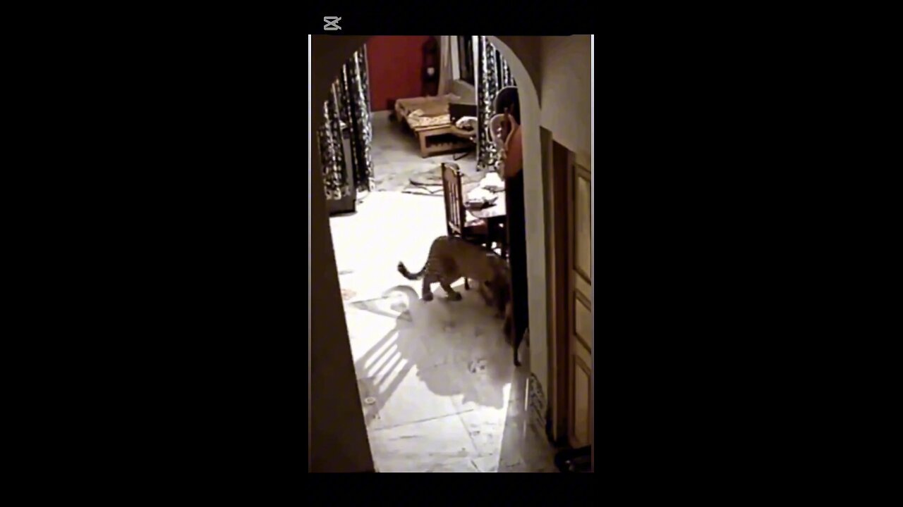leopard brutal attack