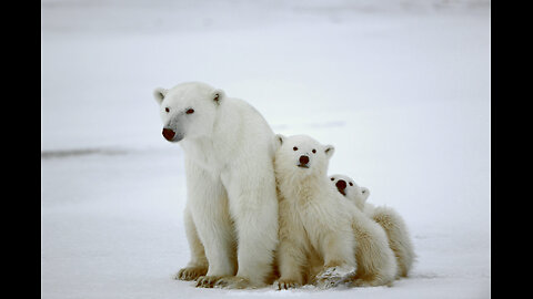 How Do Polar Bears Stay Warm ? Adorable !