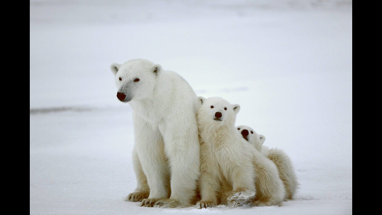 How Do Polar Bears Stay Warm ? Adorable !