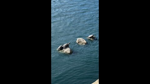 Red-Eared Slider Turtles 🐢 #redearedslider #followme #shorts #viral #trending #turtles #turle