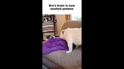 the cat mashed up to the dog brain