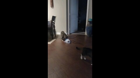 Smokey the mischief maker strikes again with a paper towel roll