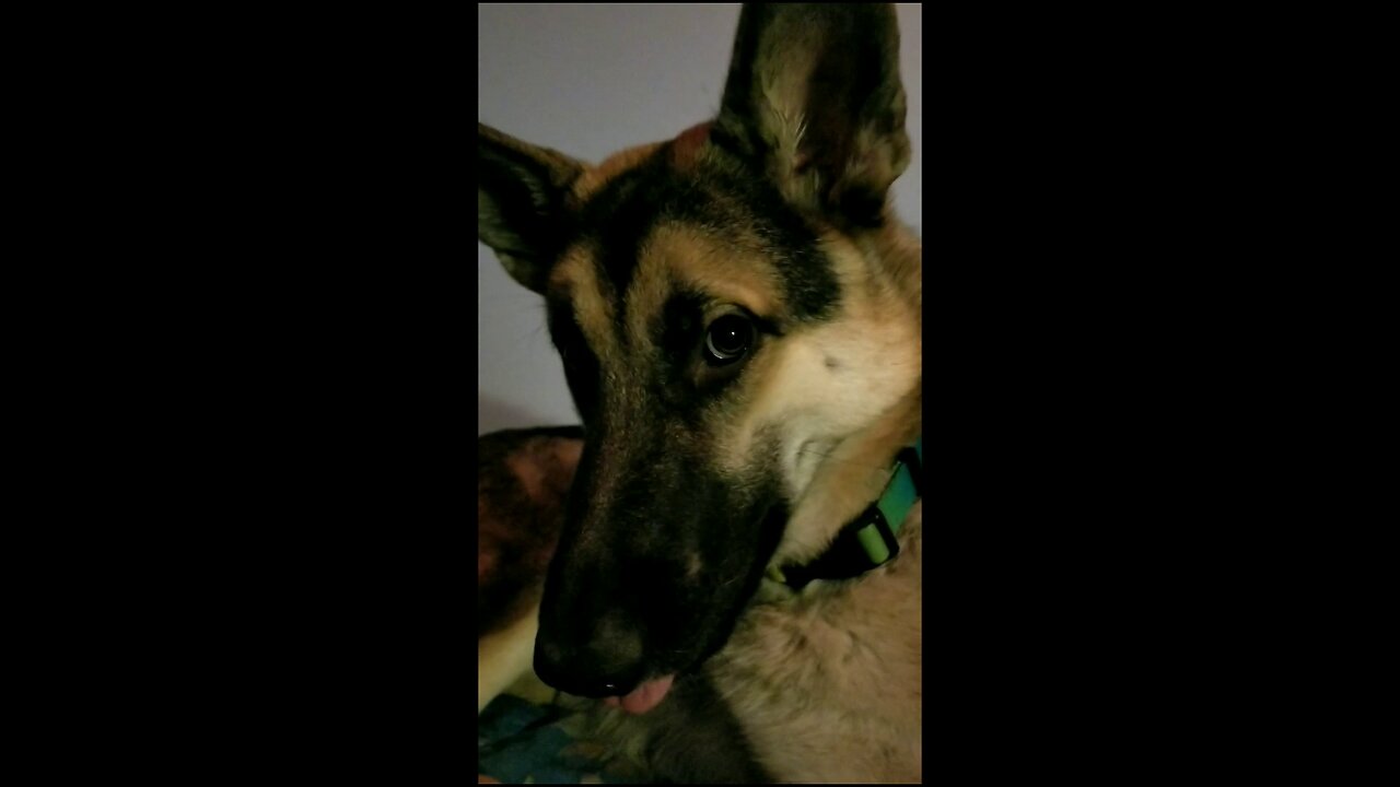 Puppy Punches Mute