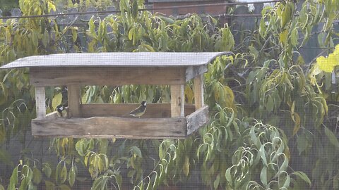 Синички в кормушке Tits in a feeder