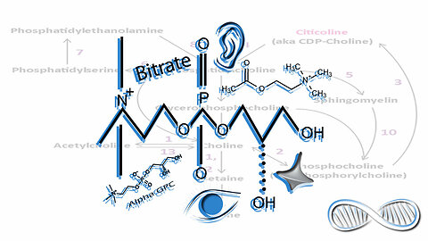 Choline vs Alpha GPC: Smart Drugs of Many Talents That EVERY Brain Needs