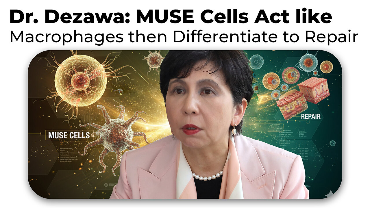 Dr. Dezawa Explains How MUSE Cells act like Macrophages then Differentiate into Needed Repair Cells