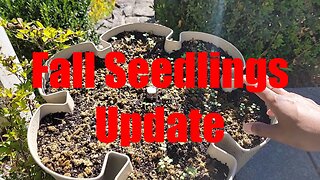 Fall Sown Seeds are Up