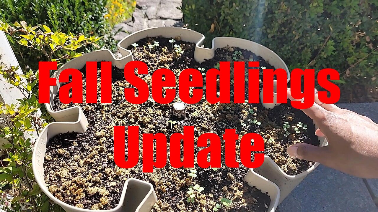 Fall Sown Seeds are Up