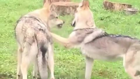 Adoro o fato de provocar raiva ser um conceito universal para se divertir