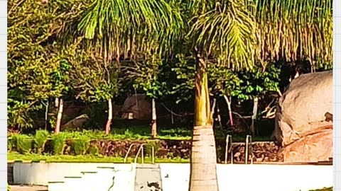 A Place So Peaceful, Even the Peacocks Love It 🦚 | Utsav Club & Resort | Best Resort in Bangalore