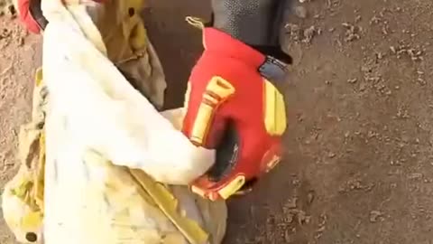 A guy helps the seal to untangle the cloth save life of seal