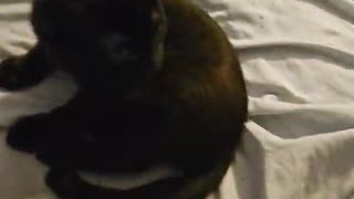 My daughter, literally the definition of the "Crazy Cat Lady"