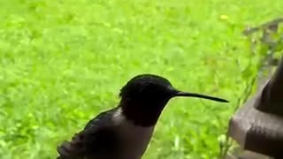 Hummingbird feeder