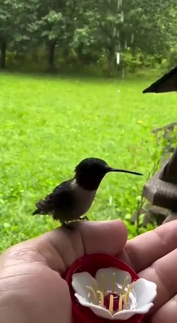 Hummingbird feeder