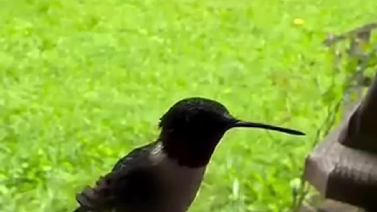 Hummingbird feeder