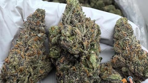 THCa 30% Hybrid | Sweet Candy & Pine Gas | Euphoric, Relaxed, Creative | Bulk #thca