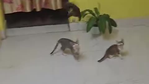 Funny 😂 video of cat 🐈😺 and 🦇 bat